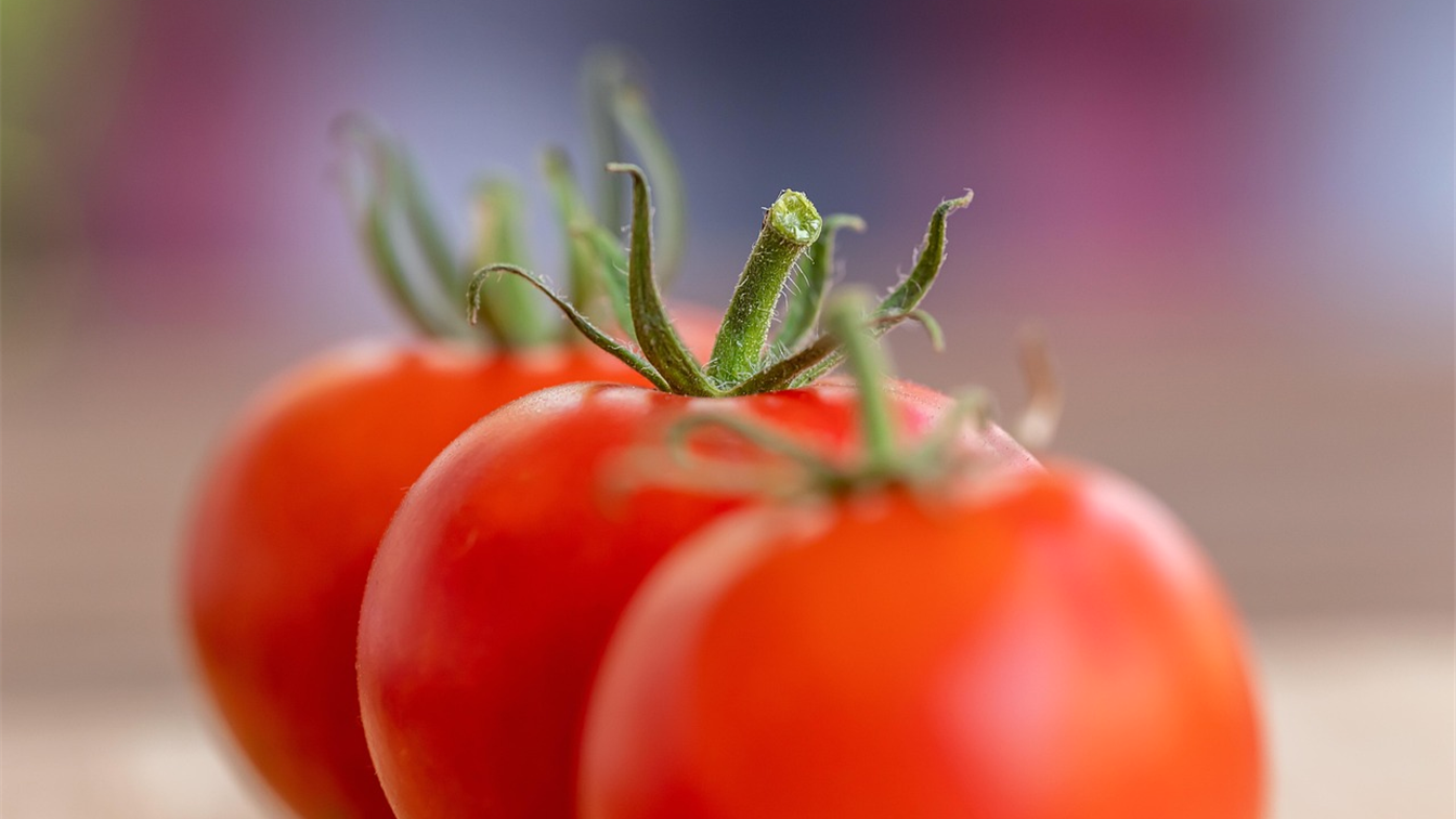 Tomates maduros de cerca