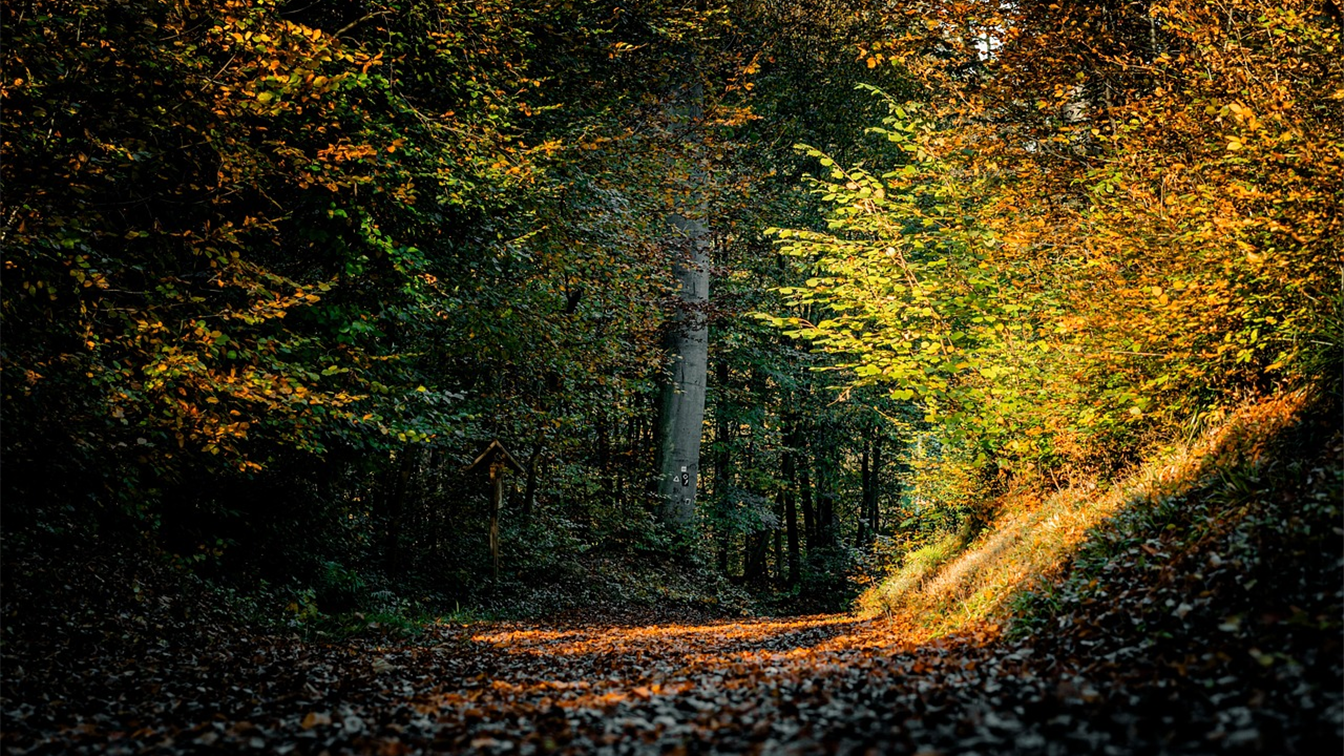 Sendero de bosque en otono con luz del sol entre los arboles