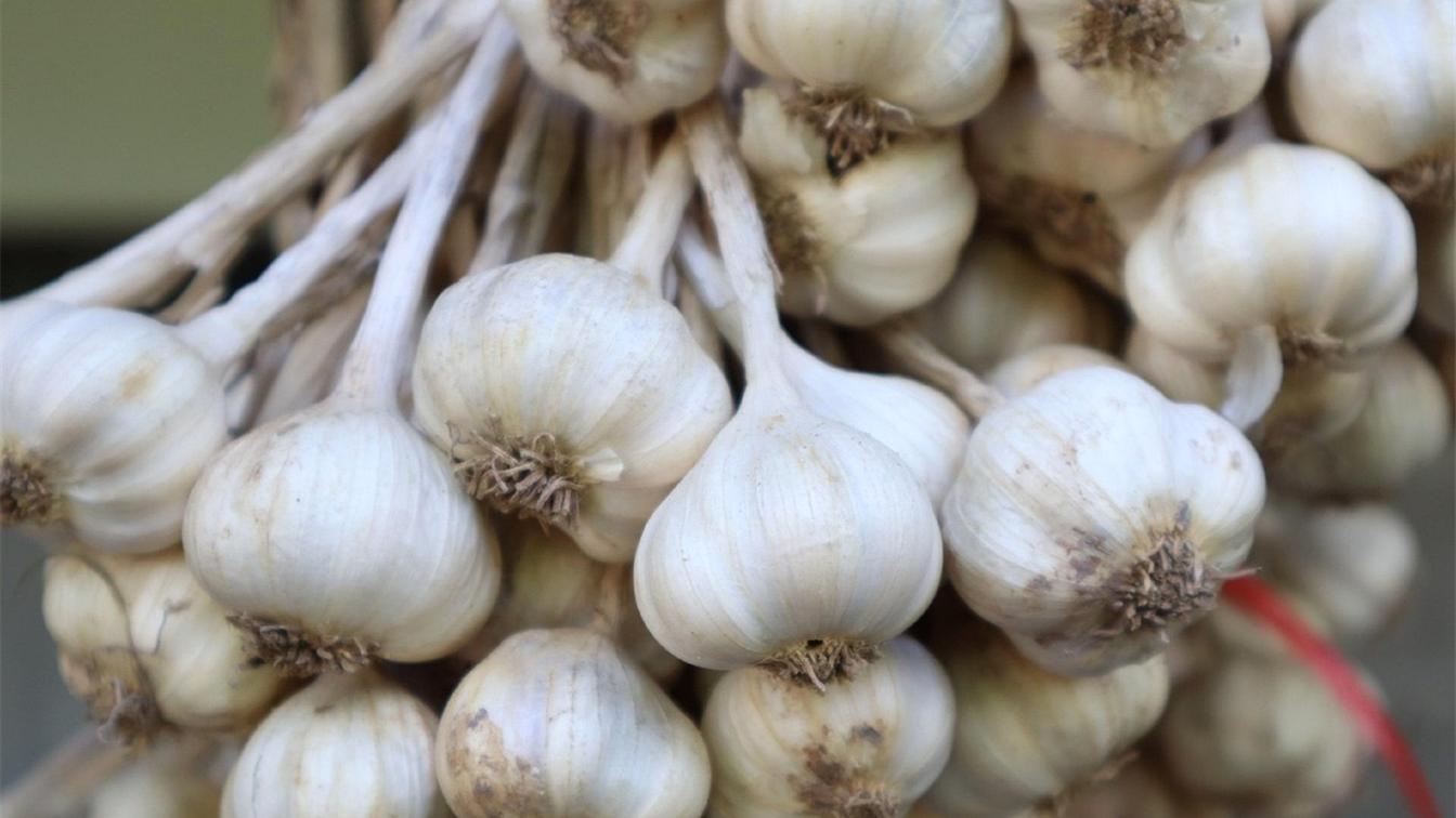 Cabezas de ajo frescas colgadas en un mercado